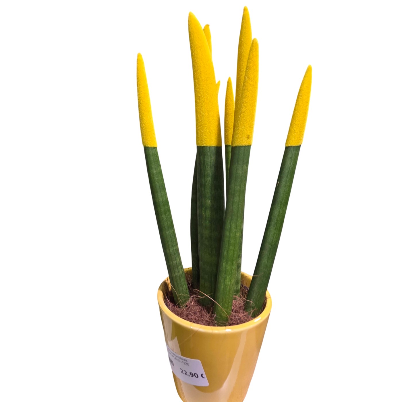 Sansevieria cilindrica amarilla